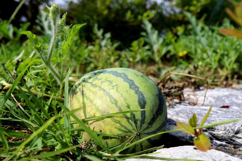 Watermelon, Paddy and Wheat | Watermelon Farming, Paddy Farming and Wheat Farming | Best Bio Manure/Fertilizer     
